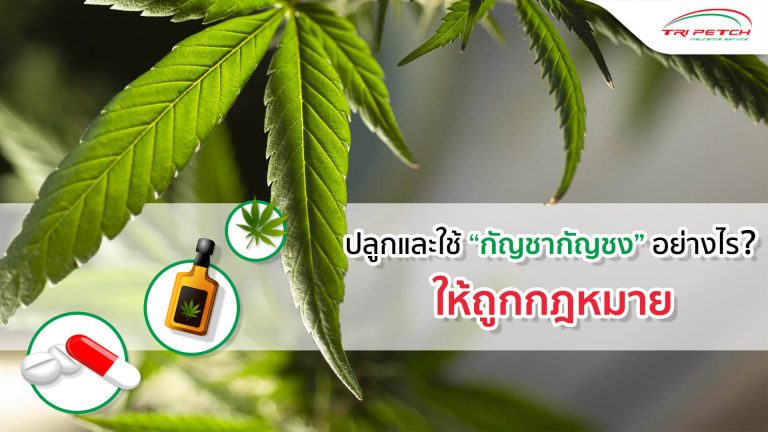 กัญชากัญชงปลูกและใช้อย่างไรให้ถูกกฎหมาย