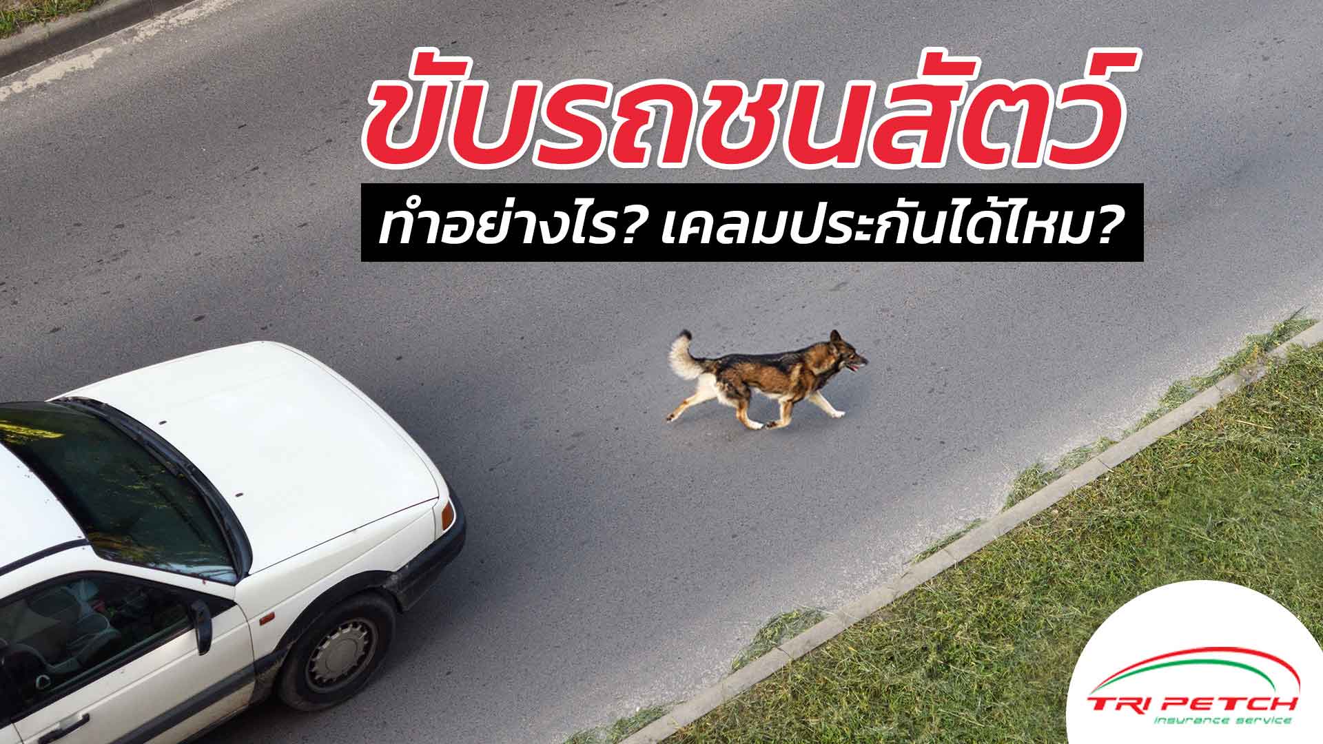 ขับรถชนหมา เคลม พ.ร.บ. หรือประกันภัยรถยนต์ได้ไหม ?