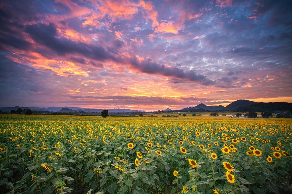 ทุ่งทานตะวันไร่มณีศร เขาใหญ่