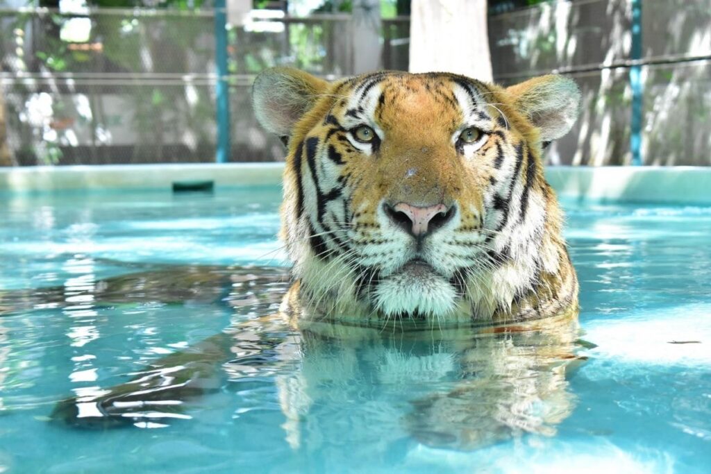 Tiger Park Pattaya