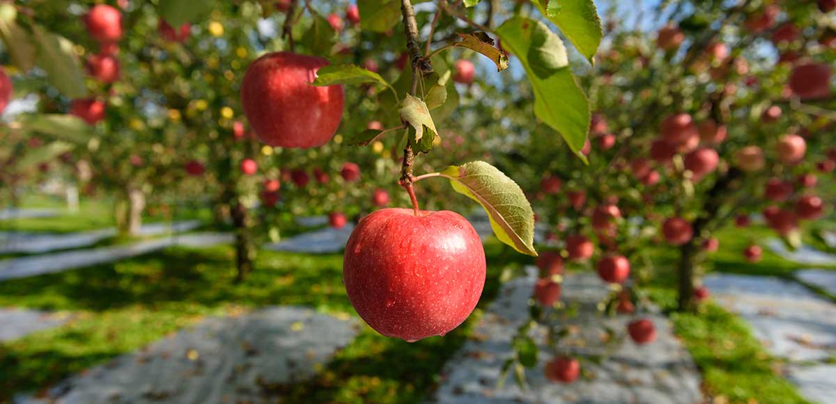 Roadside Station Namioka Apple Hill