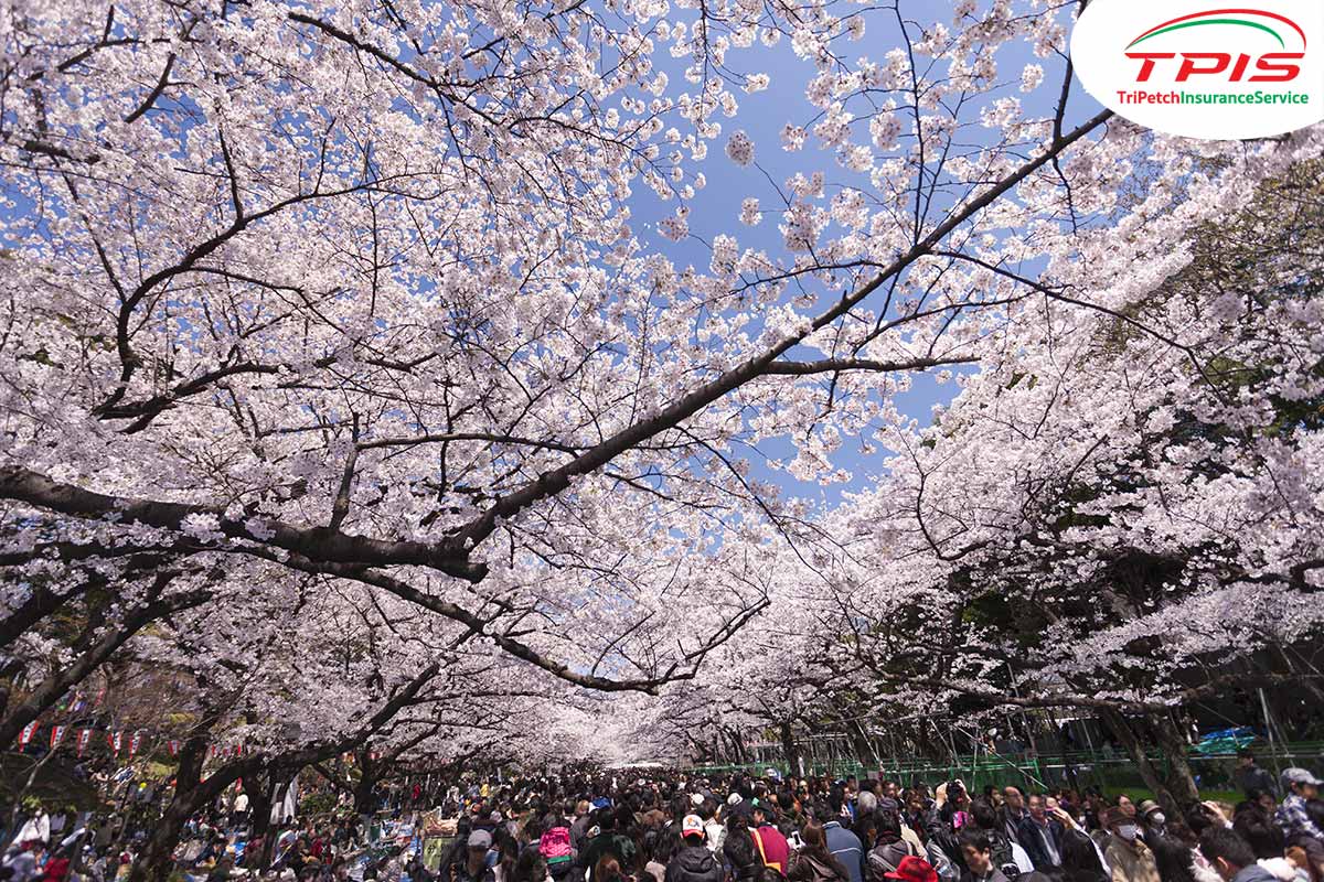 สวนอุเอโนะ (Ueno Onshi park)