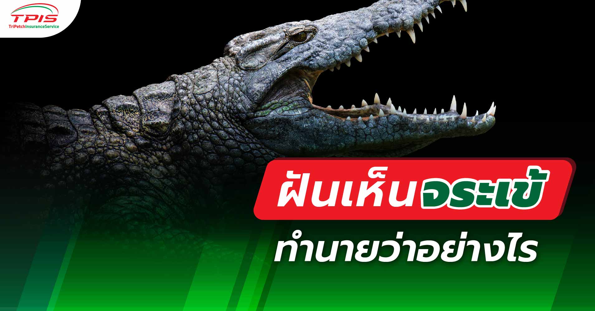 ฝันเห็นจระเข้ ทำนายว่าอย่างไร