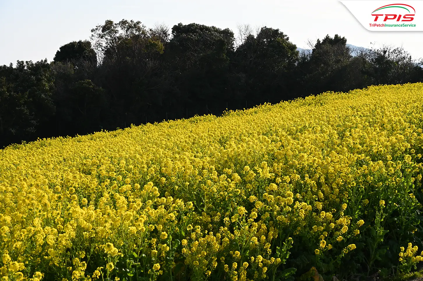 Awaji hana sajiki