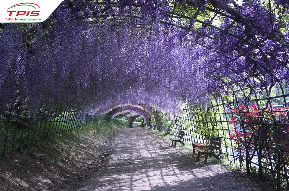 Ashikaga Flower Park