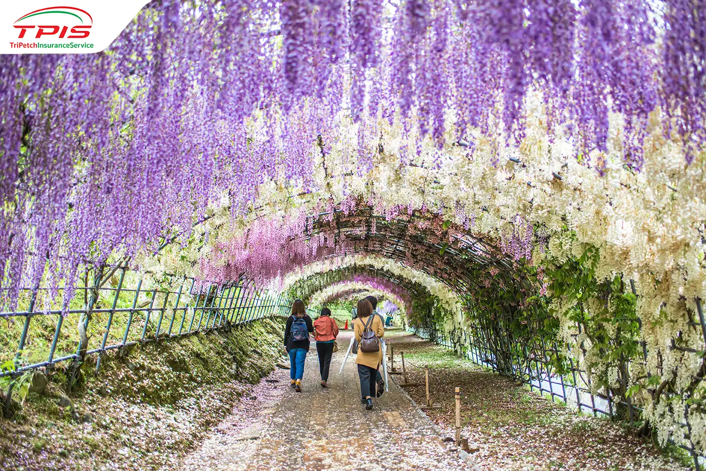 Kawachi Fuji Fukuoka