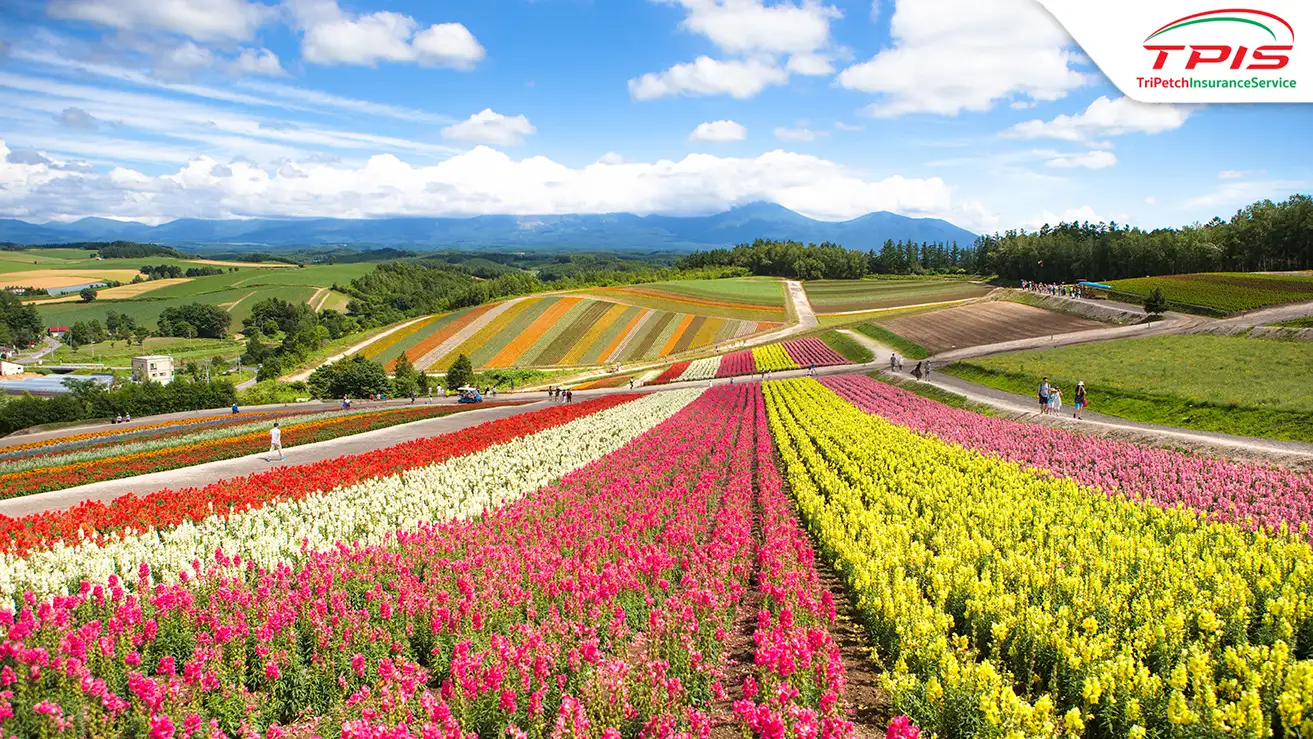 Shikisainooka Hokkaido