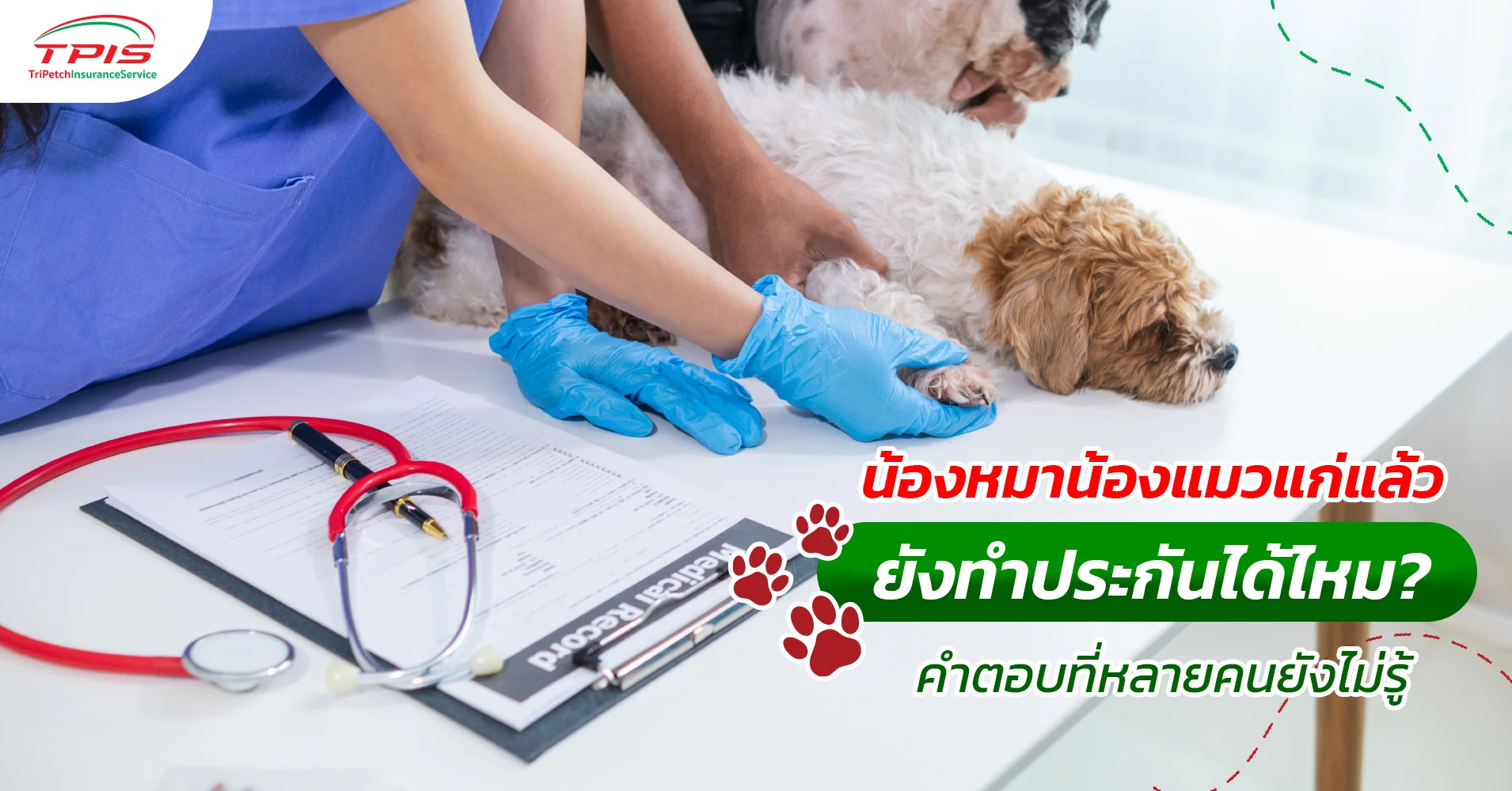 หมาแมวแก่แล้ว ทำประกันสัตว์เลี้ยงได้ไหม? มาดู