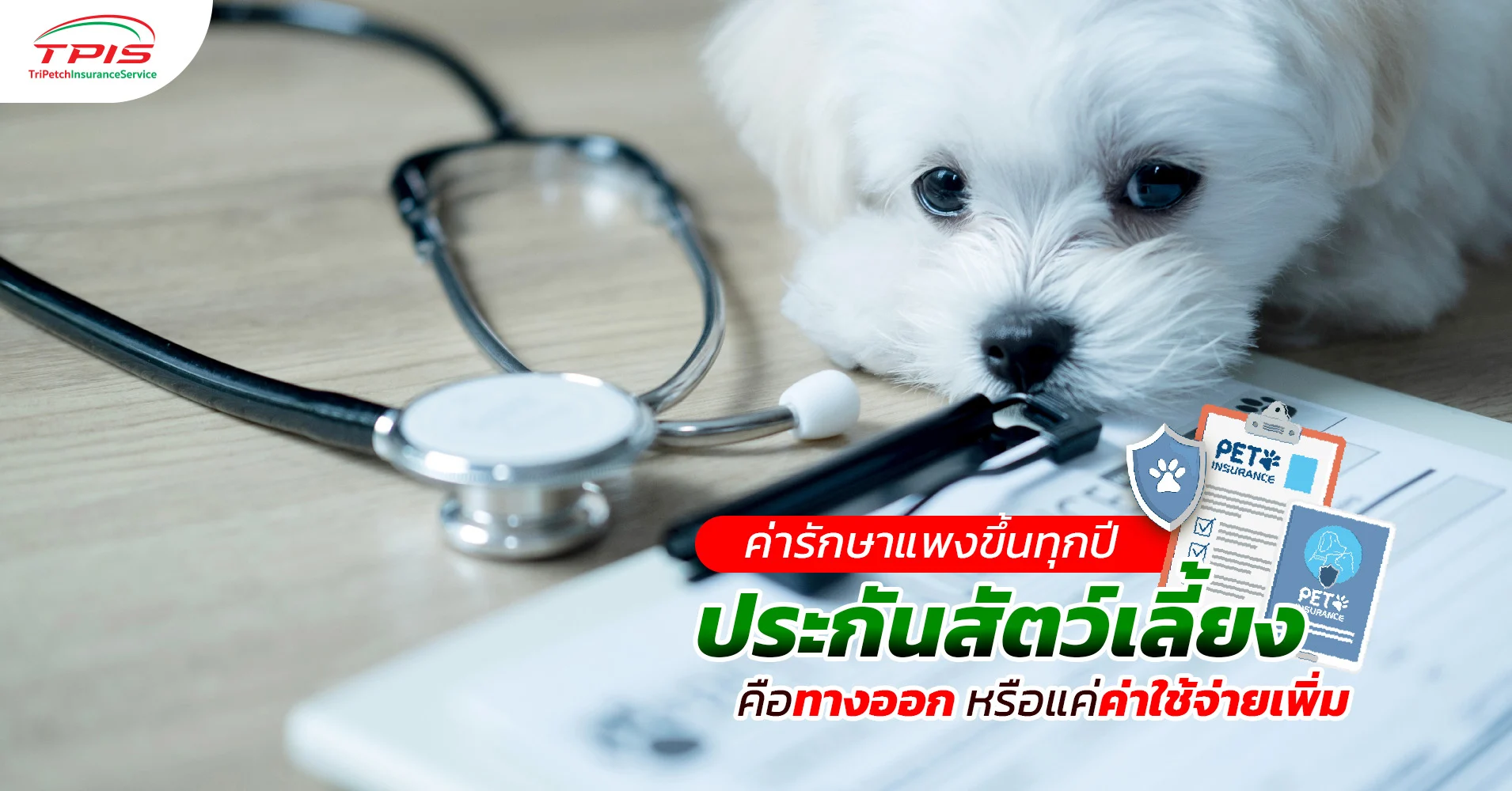 ค่ารักษาสัตว์เลี้ยงแพงขึ้นทุกปี ประกันสัตว์เลี้ยงช่วยได้ไหม?