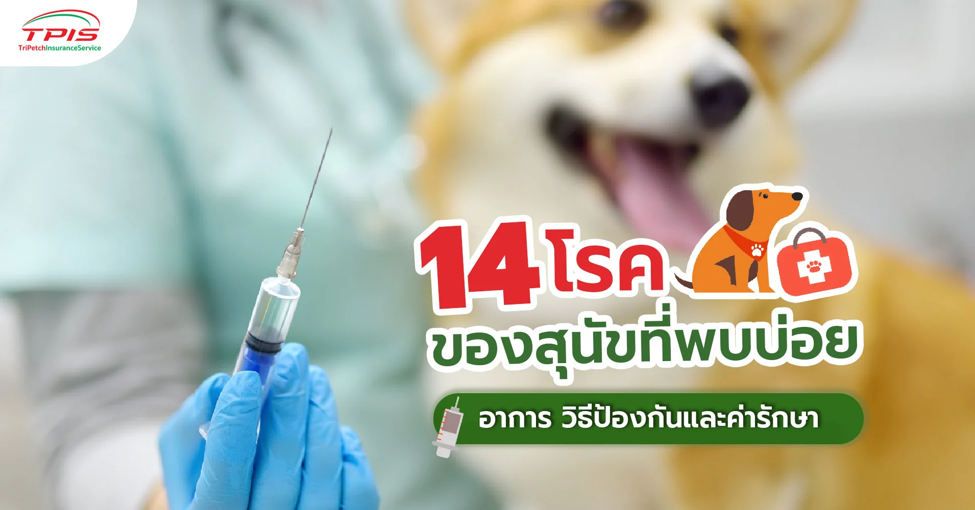 14 โรคสุนัข วิธีป้องกัน อาการ ค่ารักษาเท่าไหร่