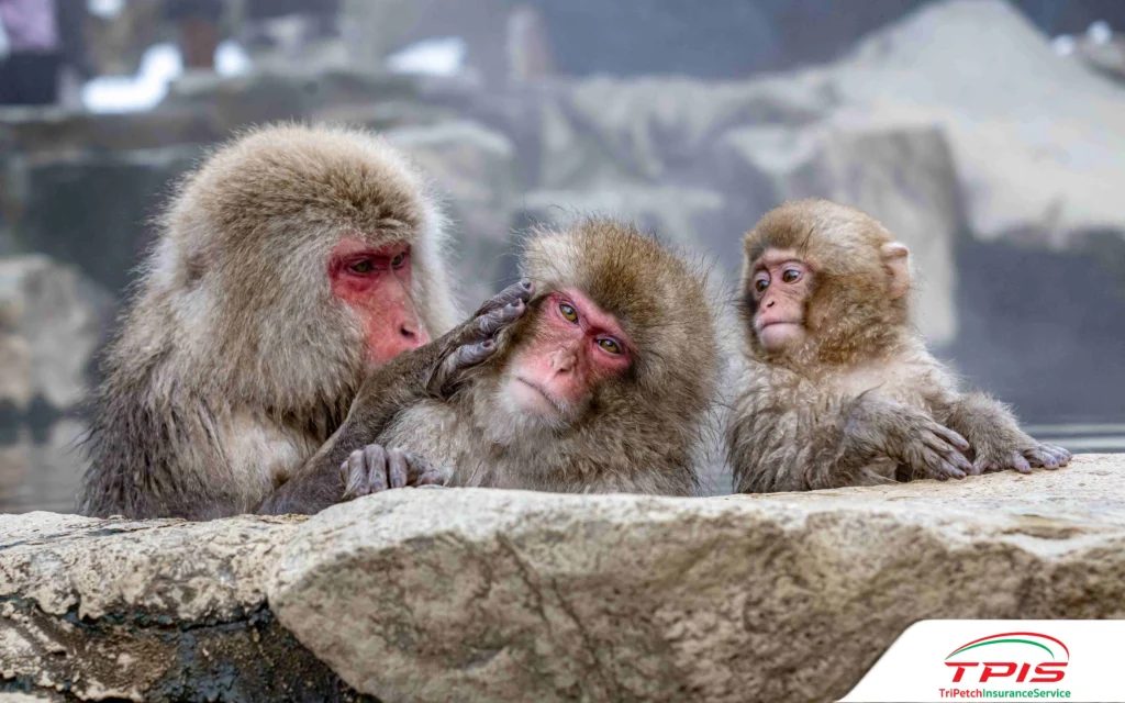 เที่ยวญี่ปุ่นเมืองไหนดี ไปเที่ยวครั้งแรก แนะนำ 10 เมืองรอง 2026-4