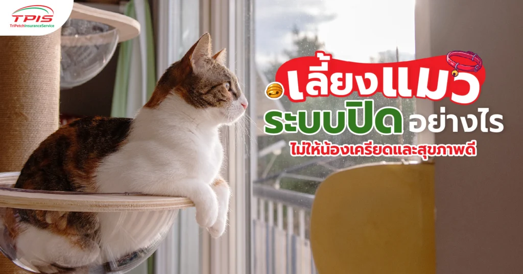 เลี้ยงแมวระบบปิดอย่างไร ไม่ให้น้องเครียดและสุขภาพดี-1