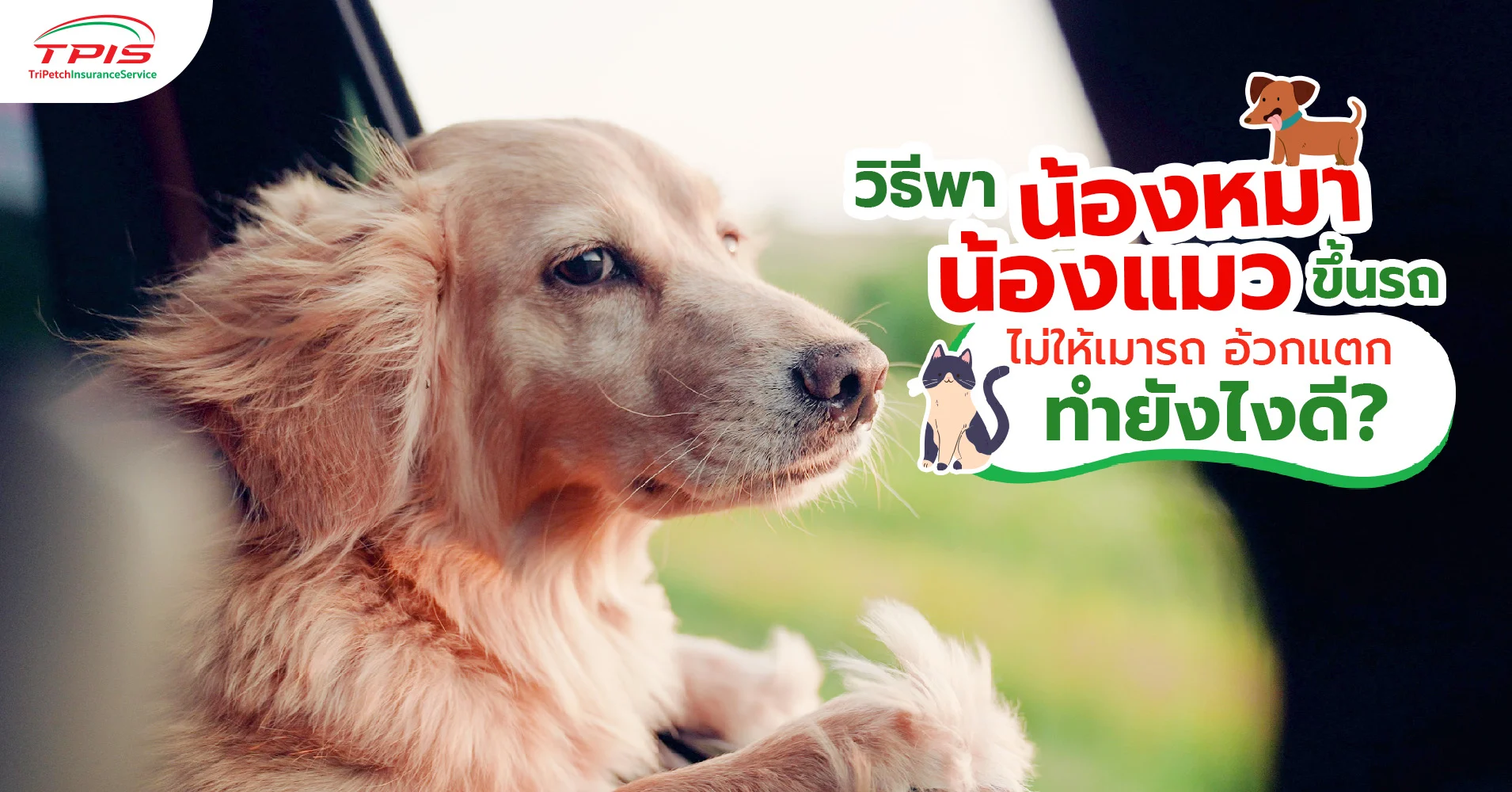 วิธีไม่ให้หมาเมารถ อ้วกแตก ทำอย่างไร ?