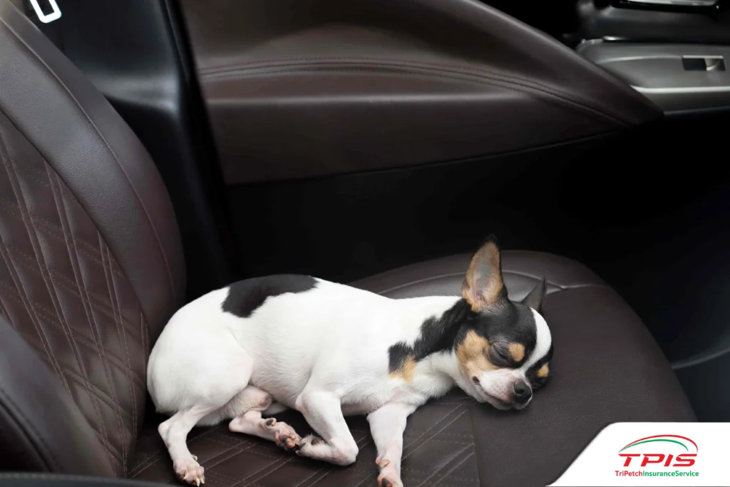 วิธีพาน้องหมา น้องแมวขึ้นรถ ไม่ให้เมารถ อ้วกแตก ทำยังไงดี?-3