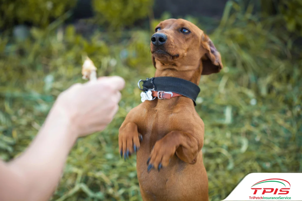 เลือกอาหารสุนัขอย่างไร ป้องกันโรคไต วัยและสายพันธุ์-2