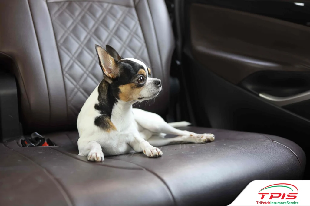 วิธีพาน้องหมา น้องแมวขึ้นรถ ไม่ให้เมารถ อ้วกแตก ทำยังไงดี?-2