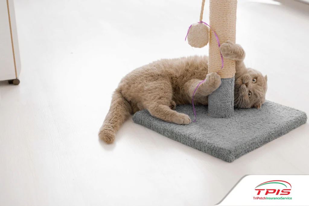 เลี้ยงแมวระบบปิดอย่างไร ไม่ให้น้องเครียดและสุขภาพดี-3