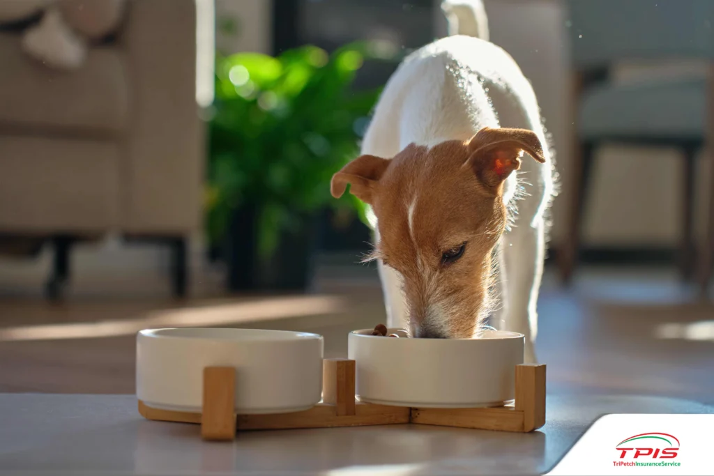 เลือกอาหารสุนัขอย่างไร ป้องกันโรคไต วัยและสายพันธุ์-3