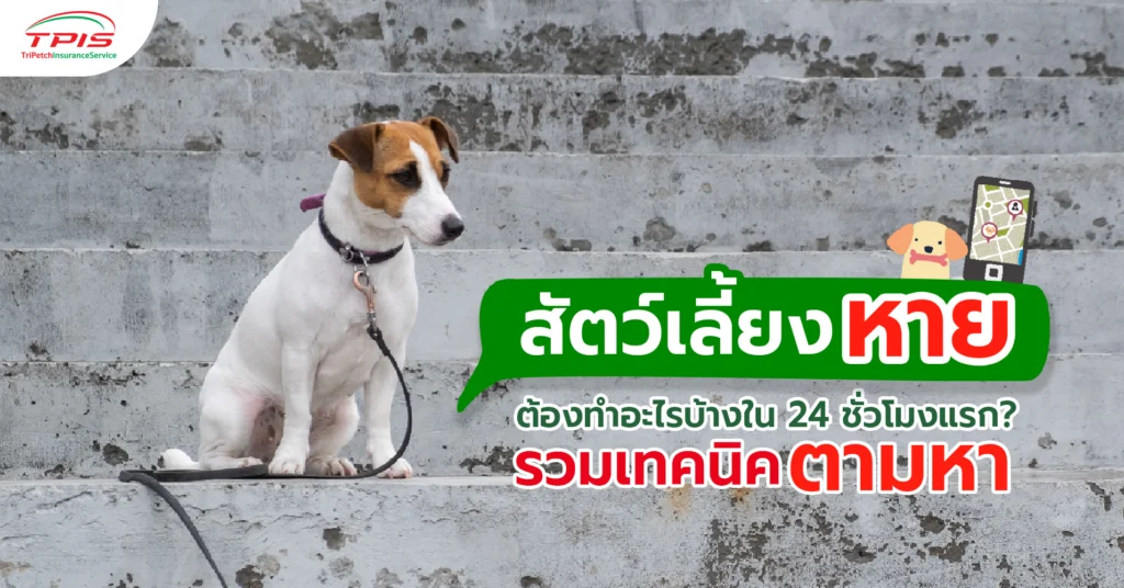  สัตว์เลี้ยงหาย ต้องทำอะไรบ้างใน 24 ชั่วโมงแรก? รวมเทคนิคตามหา-1