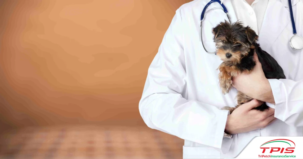  ประกันสัตว์เลี้ยง ประกันน้องหมา น้องแมว ไม่คุ้มครองกรณีใดบ้าง-3