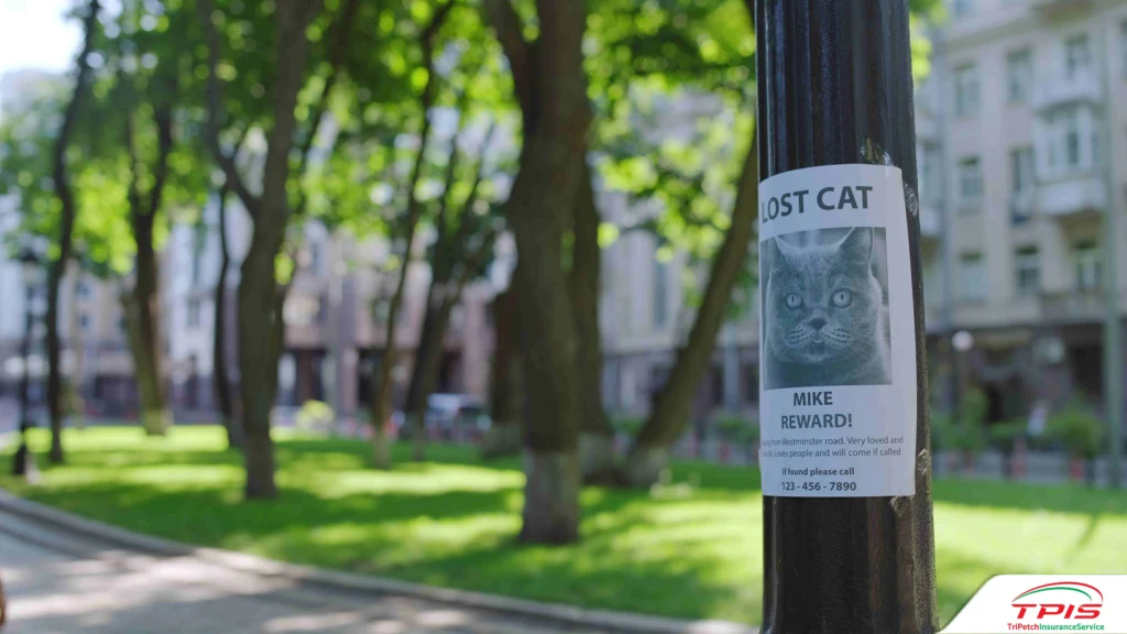  สัตว์เลี้ยงหาย ต้องทำอะไรบ้างใน 24 ชั่วโมงแรก? รวมเทคนิคตามหา-2