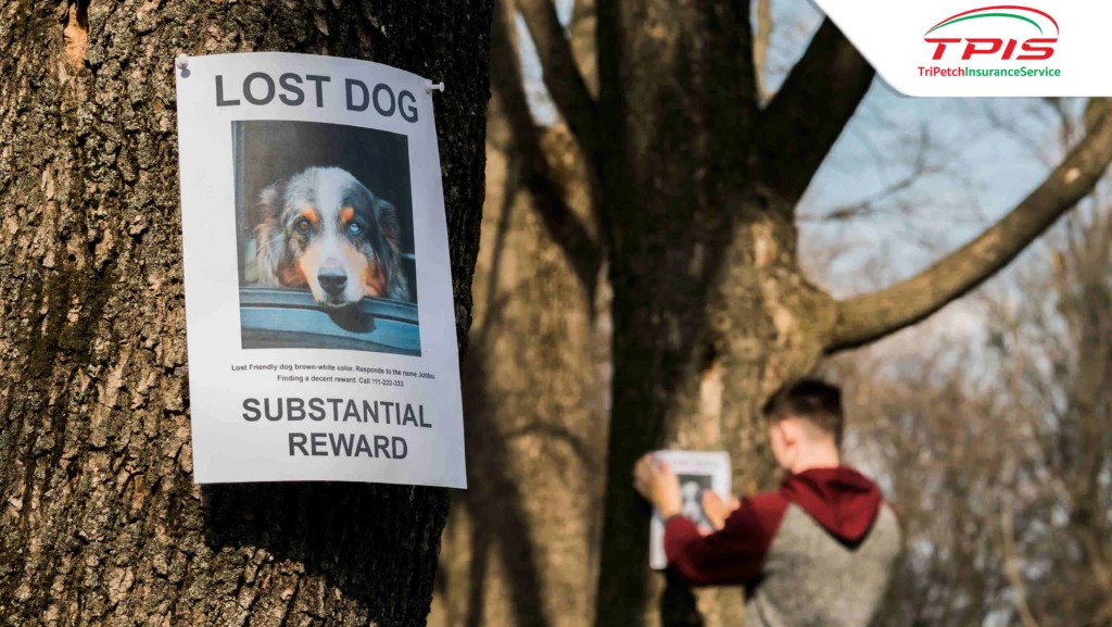  สัตว์เลี้ยงหาย ต้องทำอะไรบ้างใน 24 ชั่วโมงแรก? รวมเทคนิคตามหา-3