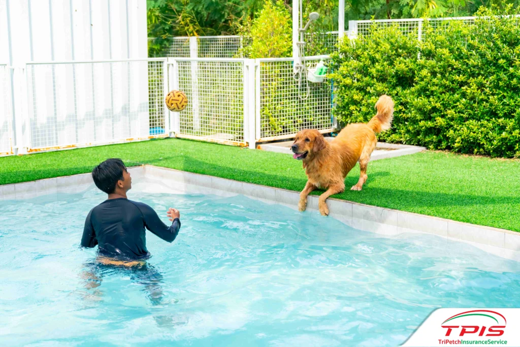 ฝากน้องหมาแมวไว้ที่ไหนดี? วิธีเลือกโรงแรมสัตว์เลี้ยงให้ปลอดภัยและอุ่นใจ-2