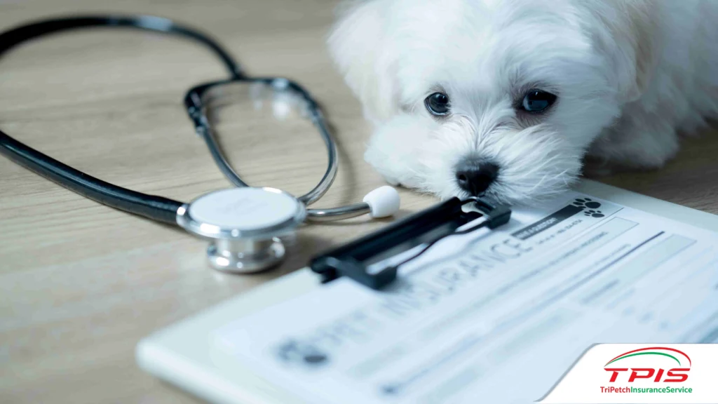  ประกันสัตว์เลี้ยง ประกันน้องหมา น้องแมว ไม่คุ้มครองกรณีใดบ้าง-2