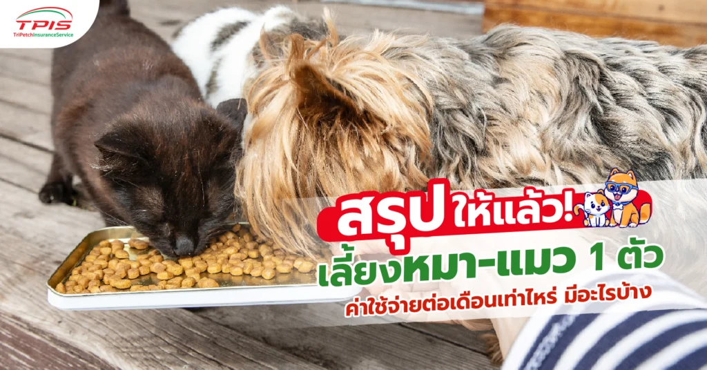 สรุปให้แล้ว! เลี้ยงหมา-แมว 1 ตัว ค่าใช้จ่ายต่อเดือนเท่าไหร่ มีอะไรบ้าง-1