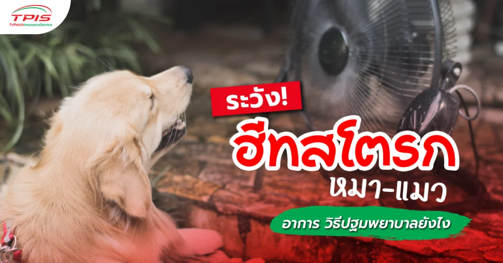 ระวัง! ฮีท สโตรก หมา-แมว อาการ วิธีปฐมพยาบาลยังไง-1