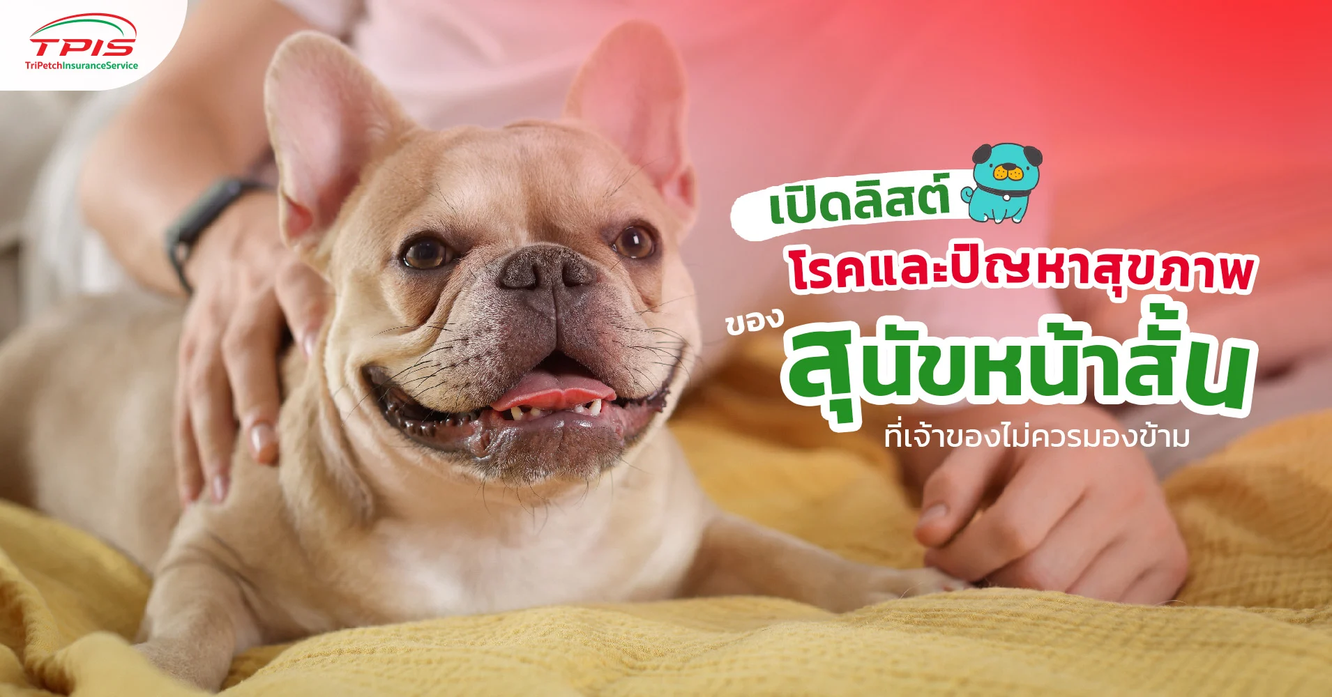 ปัญหาสุขภาพของสุนัขหน้าสั้น เจ้าของไม่ควรมองข้าม