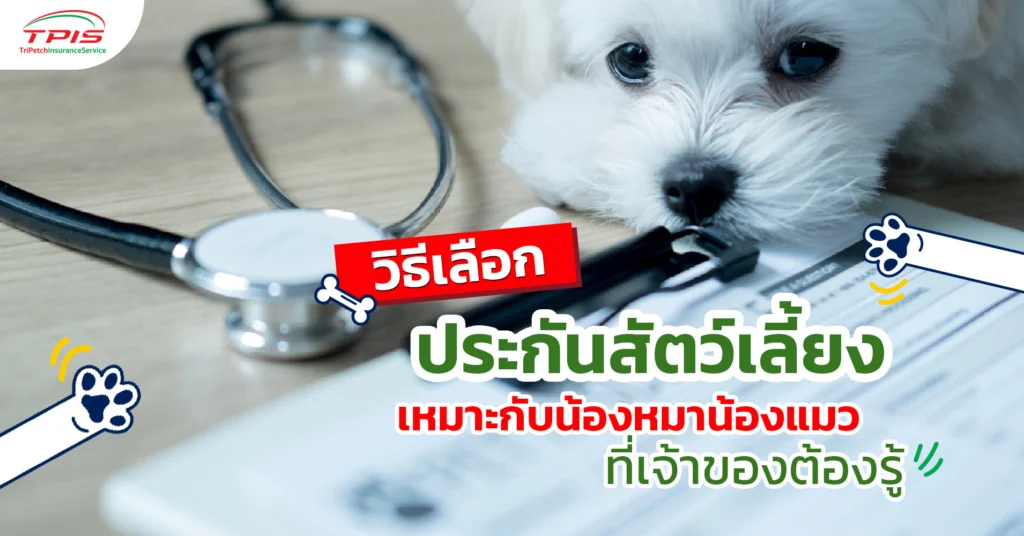 วิธีเลือกประกันสัตว์เลี้ยงเหมาะกับน้องหมาน้องแมวที่เจ้าของต้องรู้-1