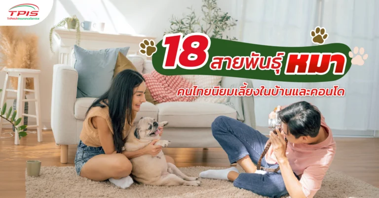18 สายพันธุ์หมา คนไทยนิยมเลี้ยงในบ้านและคอนโด
