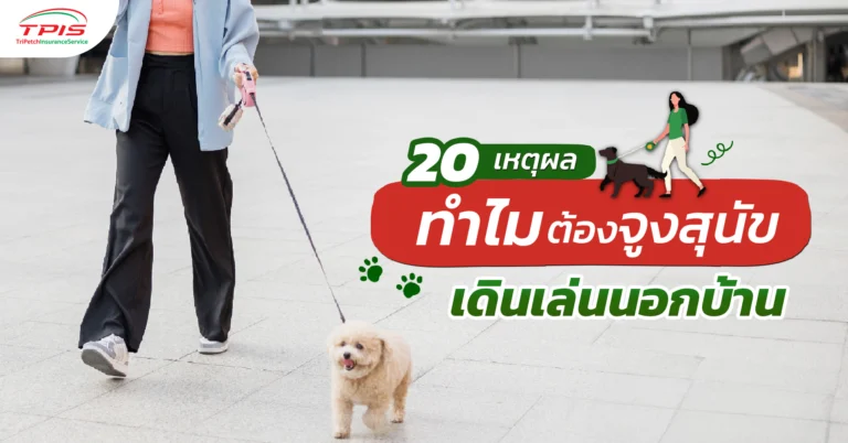 20 เหตุผล ทําไมต้องจูงสุนัขเดินเล่นนอกบ้าน